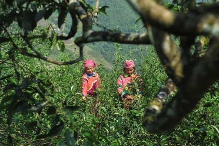 Conquer the northern mountain in Ha Giang - Tay Con Linh image