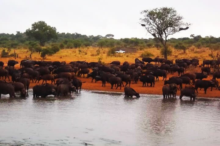 4 Day Kruger park open truck safari experience image