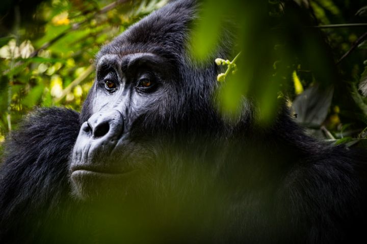 8-Day Safari: Chimps, Gorillas & Wildlife Walk image