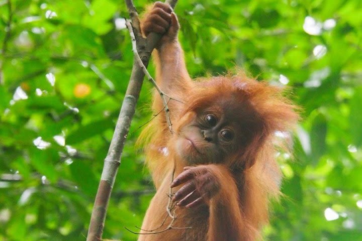 TOUR PACKAGE (jungle trekking, taxi, Room) 4 DAYS 3 NIGHTS in BUKIT LAWANG  image