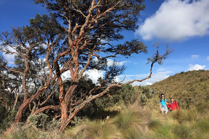 Full-Day Cajas National Park Tour from Cuenca, Ecuador image