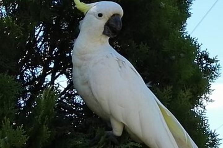 Sydney Parrots, a Unique Island and more image