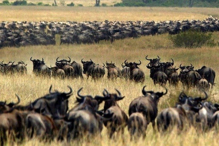 4 Days Lake Nakuru and Masai Mara Jeep Tour image