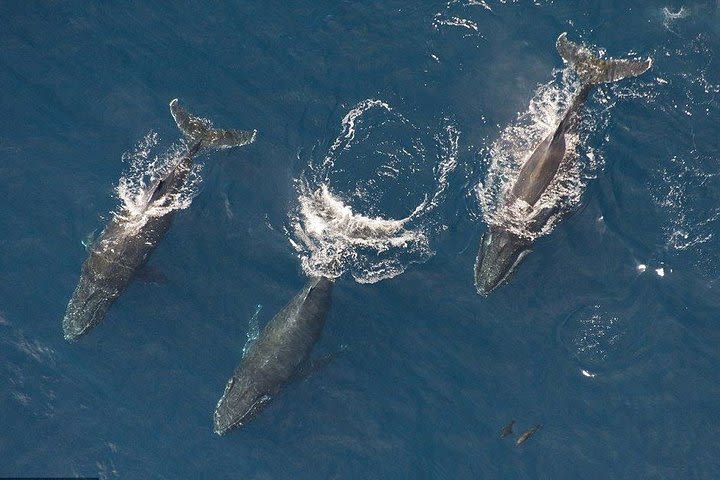Maui Whale Watching -Private- Air Tour: Spectacular Humpbacks Seen from Above!  image