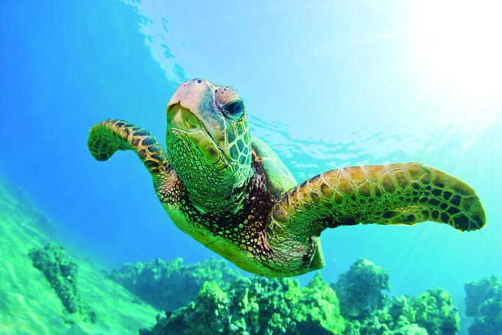 Turtle Canyon Catamaran Snorkel Cruise image