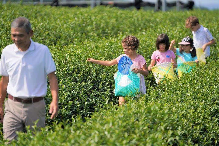 Family picnic in a Tea Field image