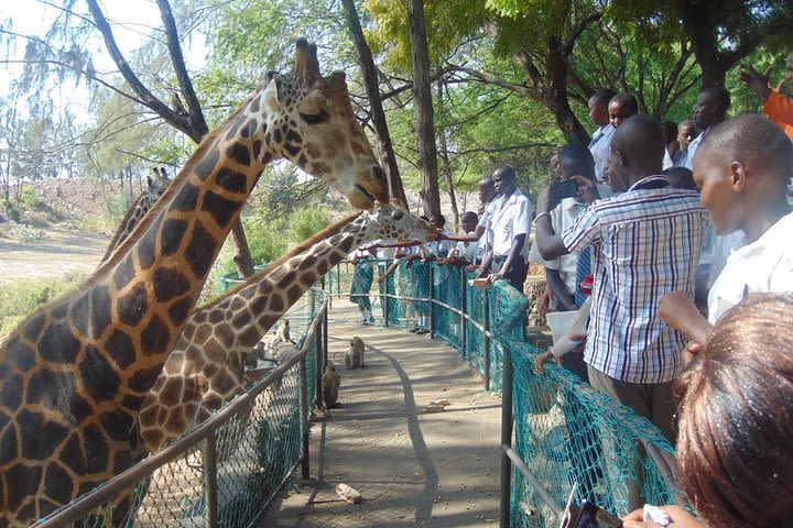 Day Trip-mombasa City Tour,free Sea Food Lunch & Visit To Haller Park Sanctuary image