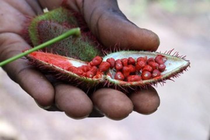 Spice Farm, Jozani Forest & Stonetown Tour image