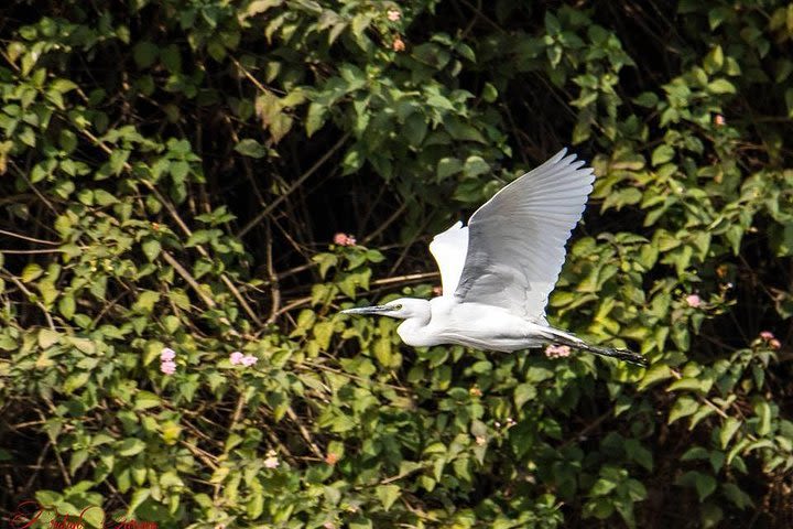 Bird Watching Tour on Godavari Botanical Garden image