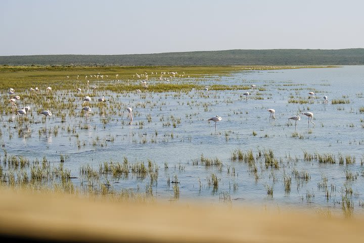 Cape Town Birding Trip - Private Nature Tour image