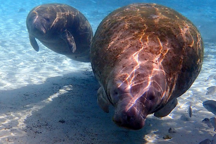 Small Group VIP Manatee Pontoon Tour image