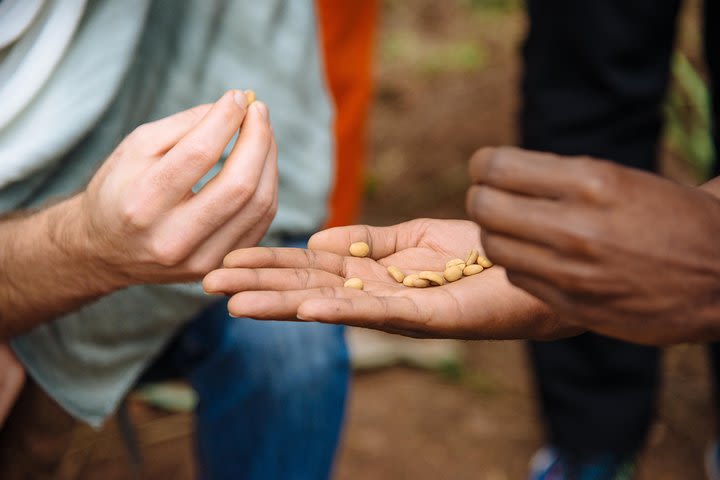 Women-led Coffee Farm Trek image