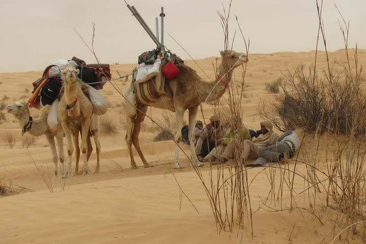 Camel ride and 1 night in the desert image