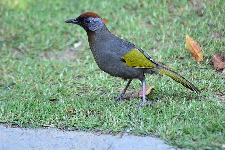 Bird Watching Doi Inthanon  image