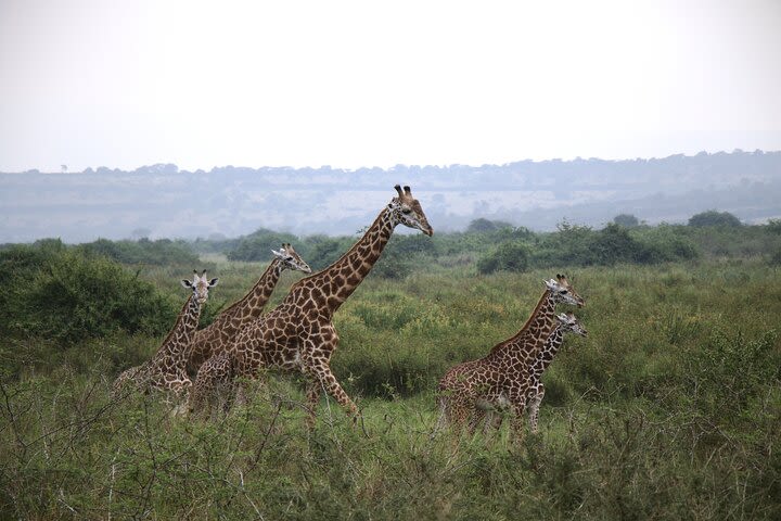 Cool One-day Akagera National Park Game Drive with Daily Departures  image