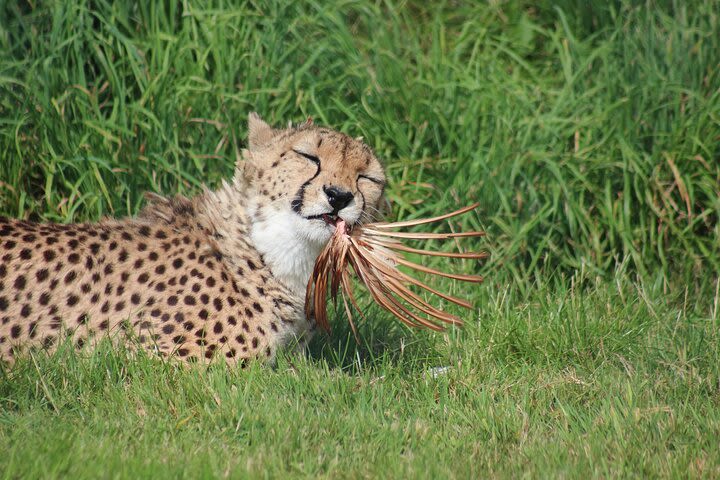 1 Day (Half Day) Carnivore Feeding Tour image