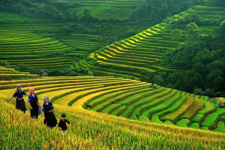 3-Night Sapa Trek and Homestay with Round Trip Transfer from Hanoi image