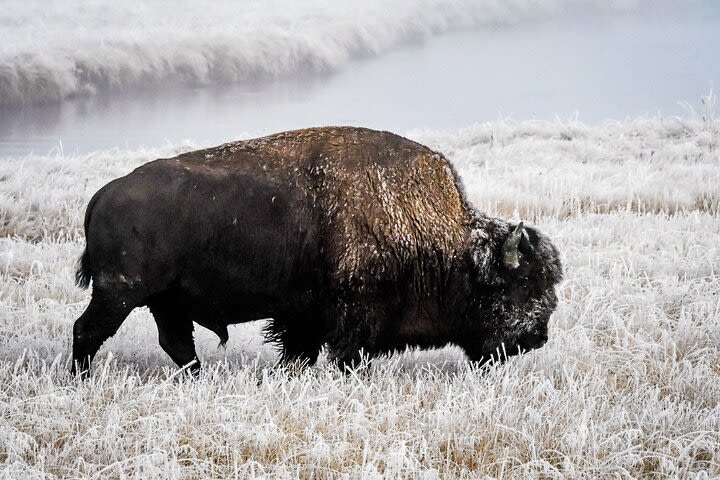 9 Day Winter Yellowstone, Grand Teton & Mighty 5 National Park Private Explorer image