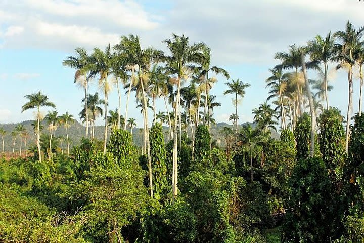 Royal Palm Preserve image
