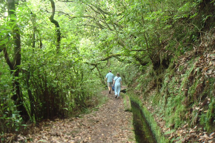 Laurissilva Forest Walk image