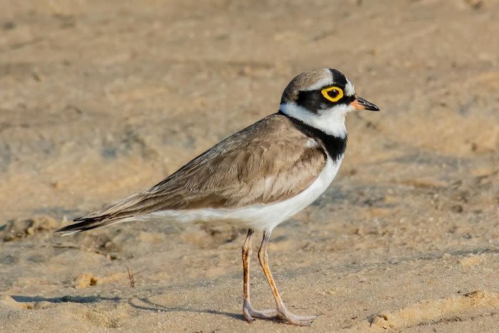 Tropical Birding In Sri Lanka (Birding tour 11 Days 10 Nights) image