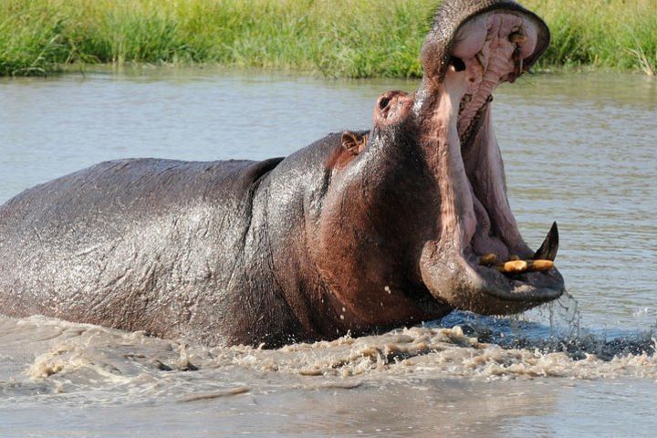 One day Drive Safari of Isimangaliso Wetland Park From Durban image