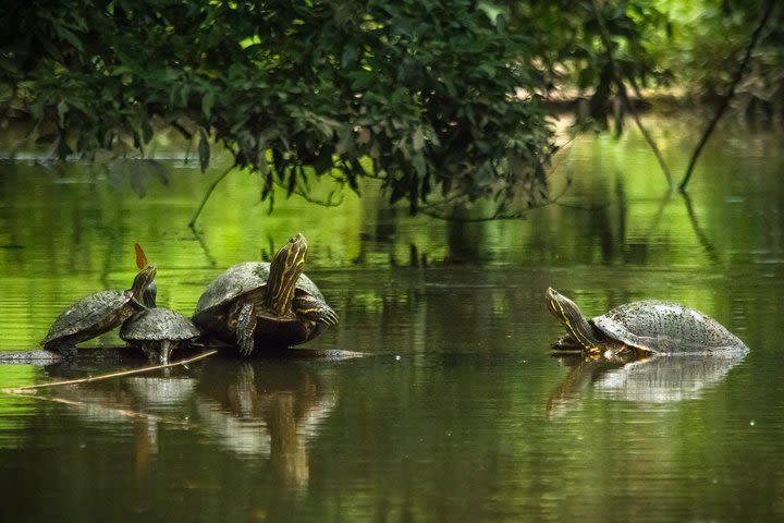 3-Days Tortuguero National Park Walking & Canoe Tour Eco Adventure All Inclusive image