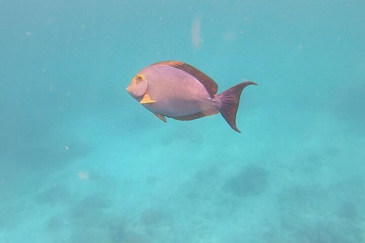 Full-Day Snorkeling Tour in Caño Island with Lunch image