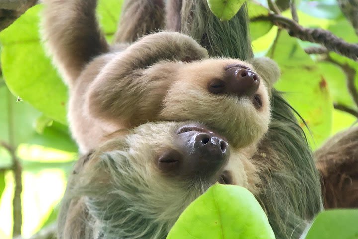 ALL-INCLUSIVE Manuel Antonio National Park Guided Tour. image