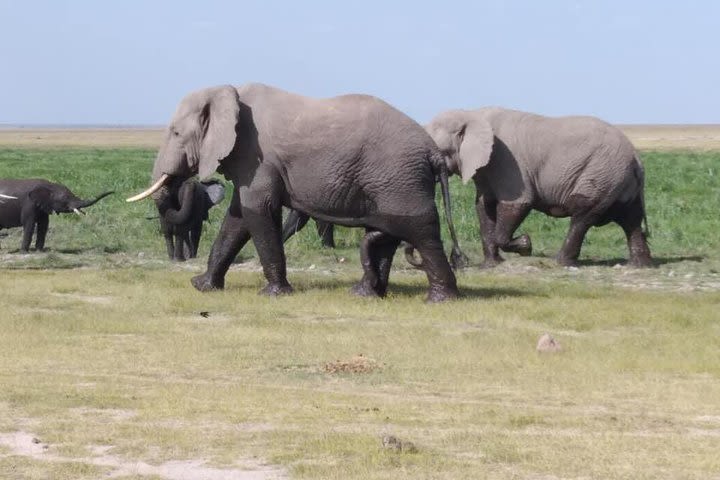 3 Days safari Tsavo east and Amboseli national park. image