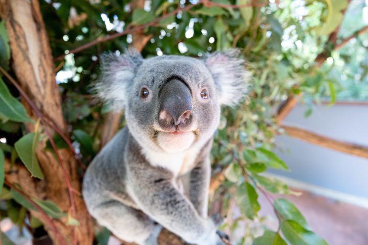 Lone Pine Koala Sanctuary Day Pass image