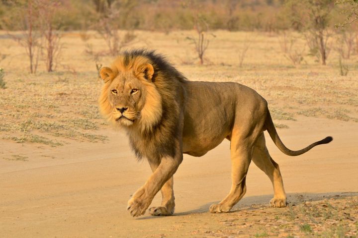 Hluhluwe-Imfolozi Open Vehicle Wildlife Adventure image