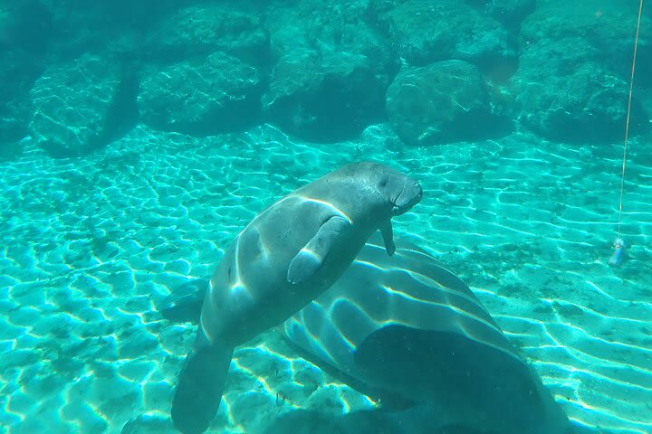 Swim With Manatees In Crystal River, Florida image