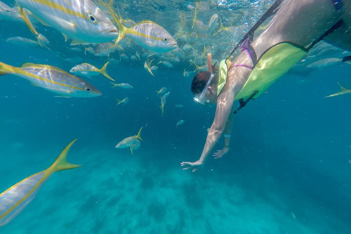 Key West Island Eco Tour with transportation image