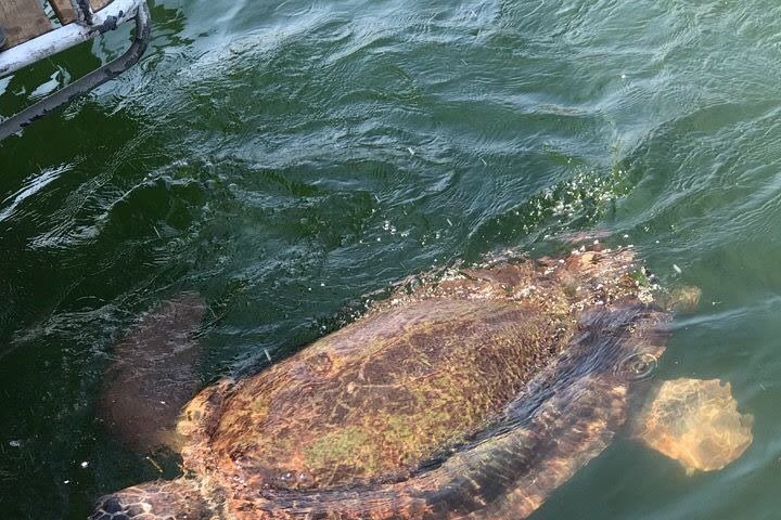 Dalyan Mudbath& &Turtle Visit (Max 9 participants) DALAMAN Sarigerme Fethiye image