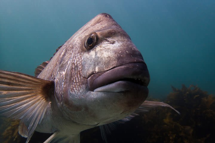 Half day Guided Dive Tour, Goat Island Marine Reserve image