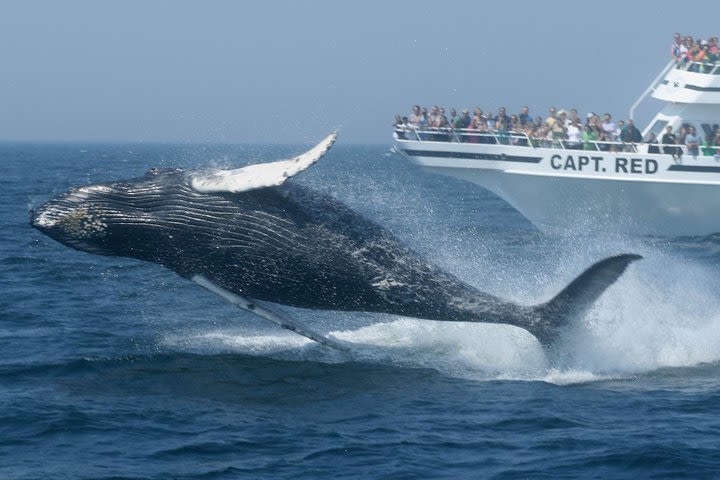 Hermanus Whale Watching Experience image