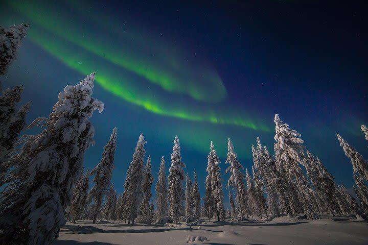 Reindeer Experience and Northern Lights image