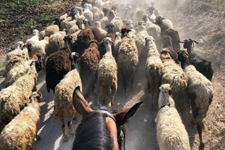 Rural Horse Riding Adventure image