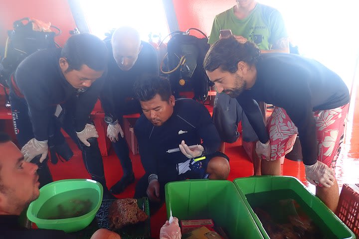 Coral Propagation Workshop- Koh Chang Full Day image