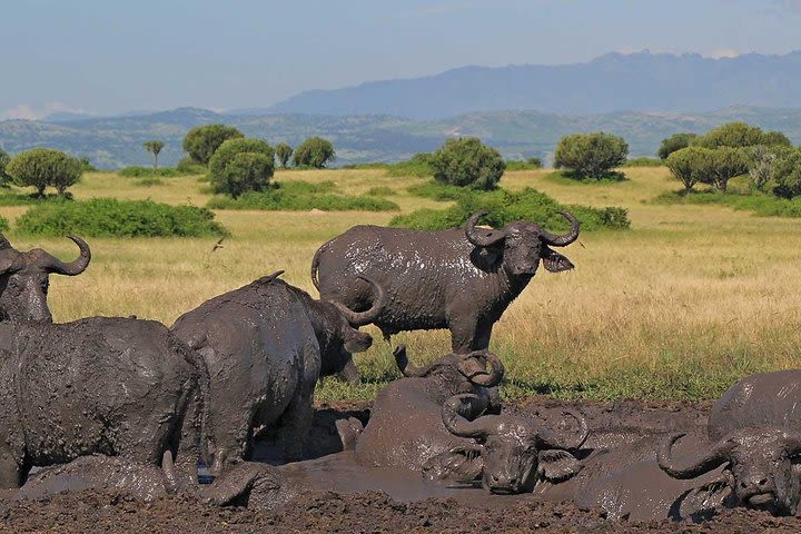 5 Days Wildlife And Primate Experience in queen and bwindi NP image