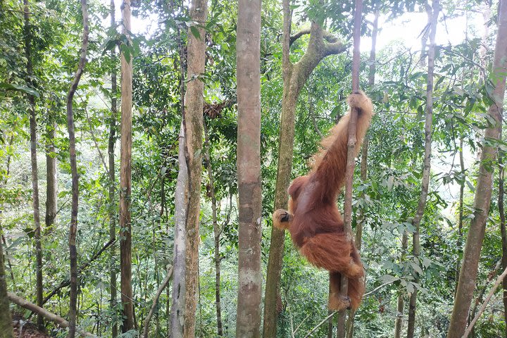 4 Days Bukit Lawang Tour Include 2 Days 1 Night Jungle Trekking image