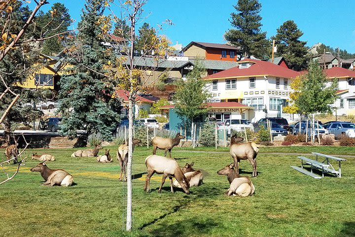 Rocky Mountain National Park in Summer Tour from Denver image