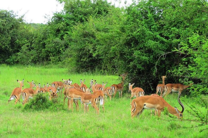 Lake Mburo National Park Wild Safari in Uganda image