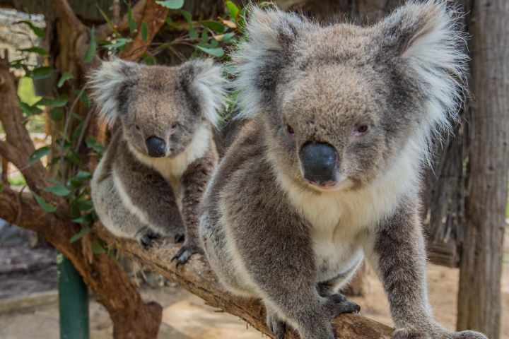 Cleland Wildlife Park & Mt Lofty Summit Tour image