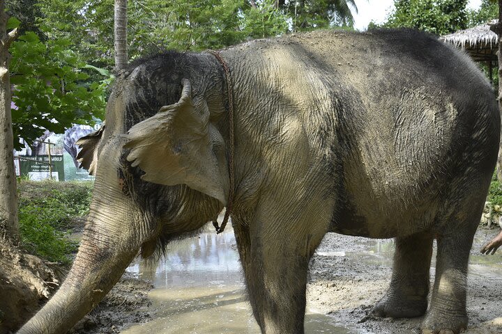 Elephant Jungle Sanctuary Koh Samui: Morning Program image