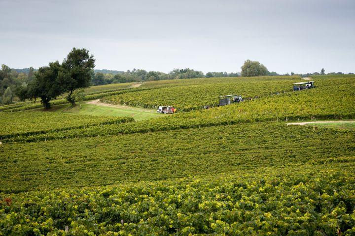 Shore Excursion from Bordeaux to Médoc FD (private)  image