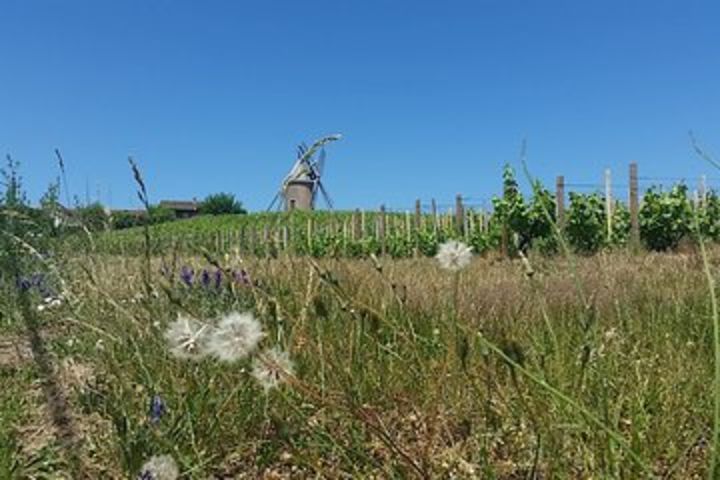 Beaujolais Region Wine Tasting Private Day Tour from Lyon image