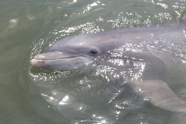 Hilton Head Dolphin Nature Tour image