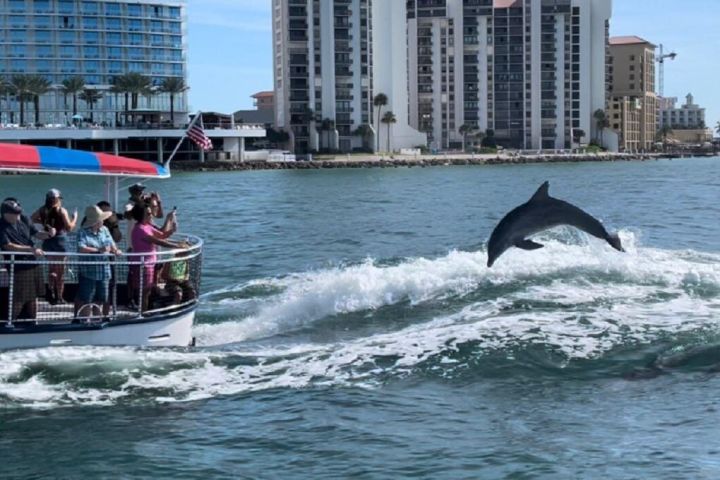 Clearwater Dolphin Encounter Tour image